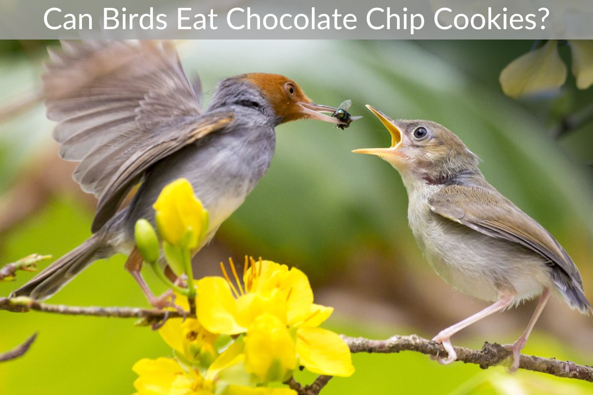Can Birds Eat Chocolate Chip Cookies?