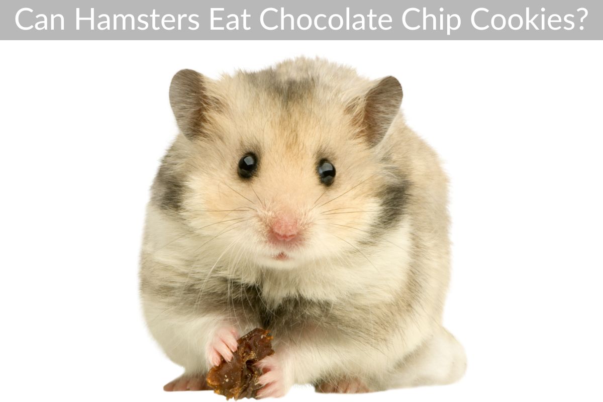 Can Hamsters Eat Chocolate Chip Cookies?