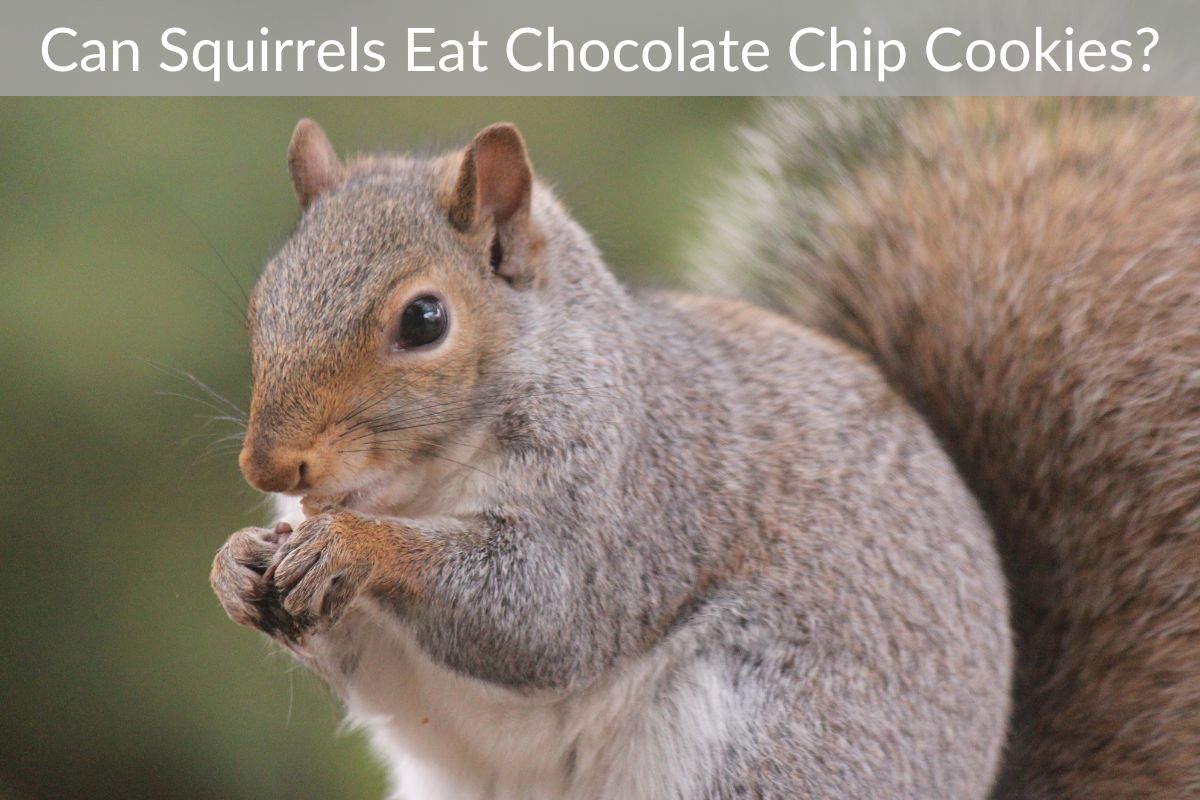 Can Squirrels Eat Chocolate Chip Cookies?