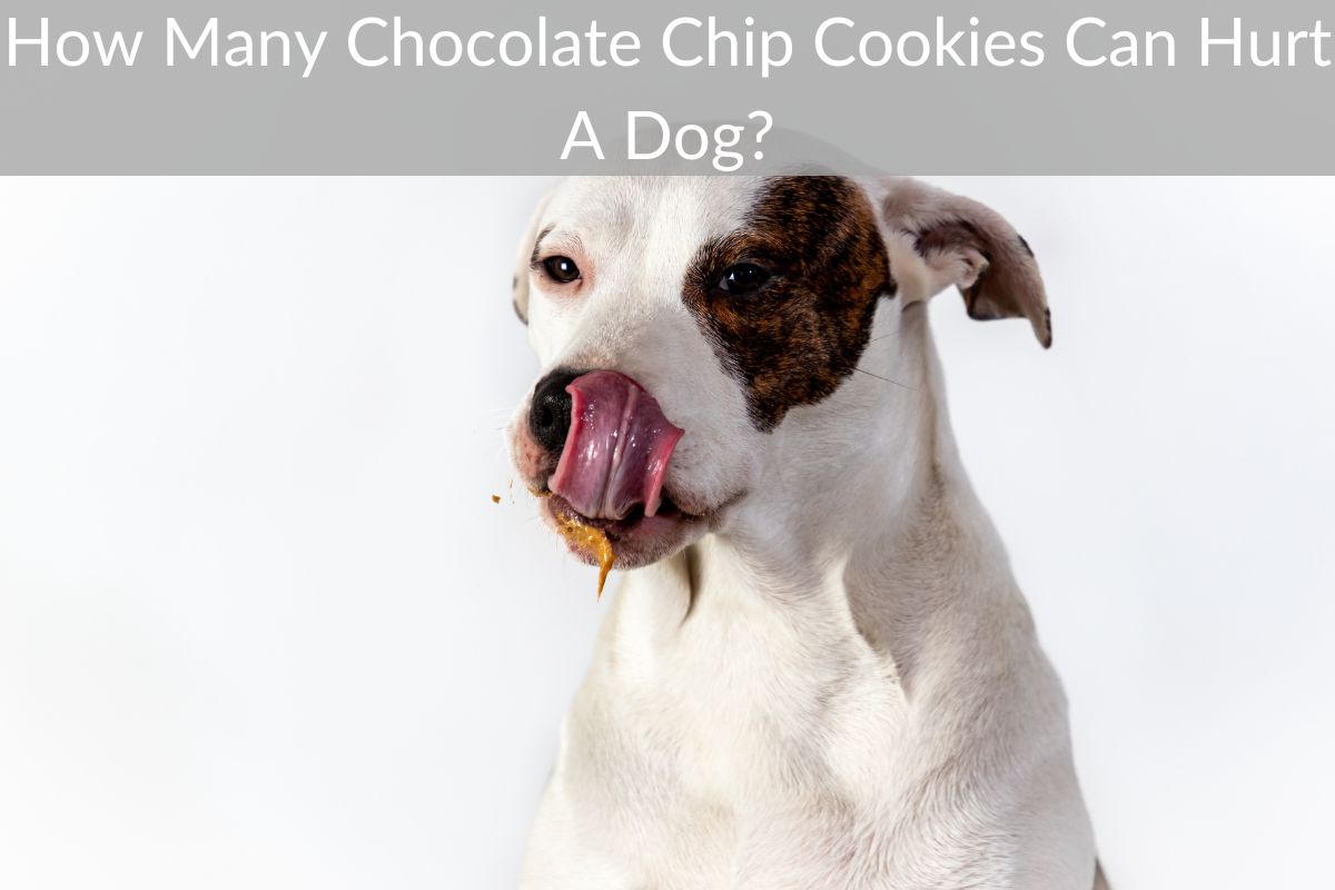 How Many Chocolate Chip Cookies Can Hurt A Dog?