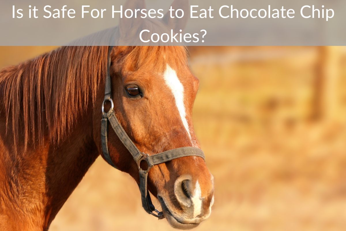 Is it Safe For Horses to Eat Chocolate Chip Cookies?
