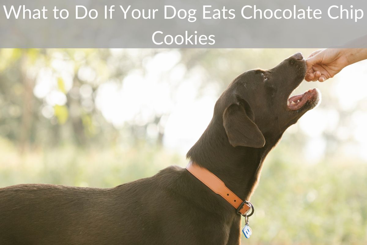 What to Do If Your Dog Eats Chocolate Chip Cookies