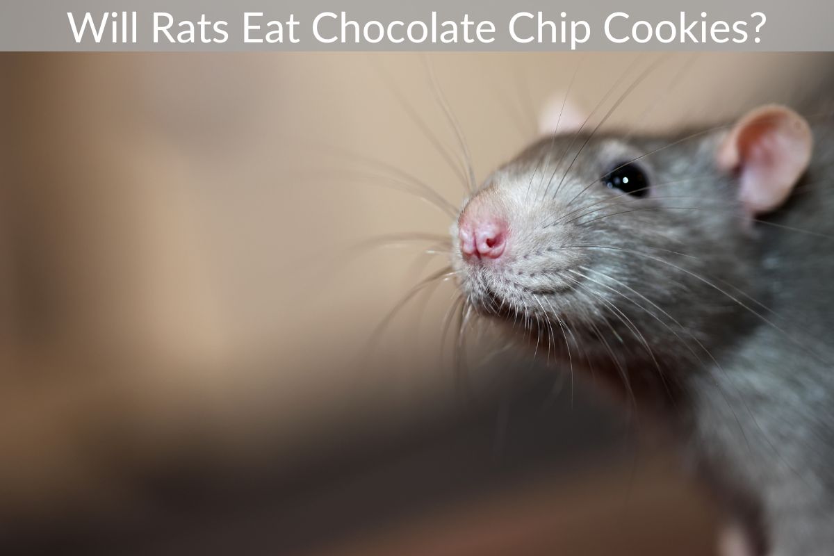 Will Rats Eat Chocolate Chip Cookies?